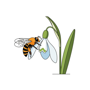 Honeybee on a snowdrop flower. Flat design spring nature graphic. Pollination and gardening concept isolated on white background