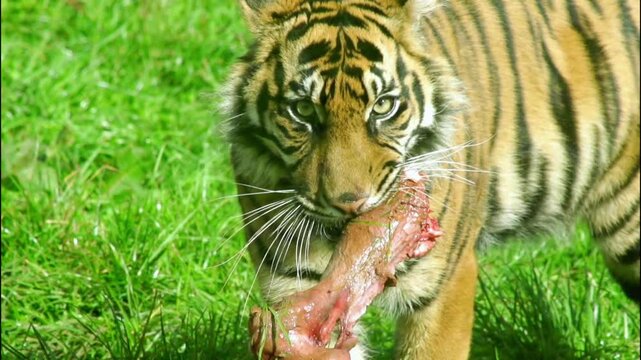 Tiger holding a piece of raw meat in its mouth on green grass