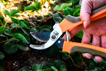 Obraz premium Weeding and pruning strawberries in the garden in early spring.
