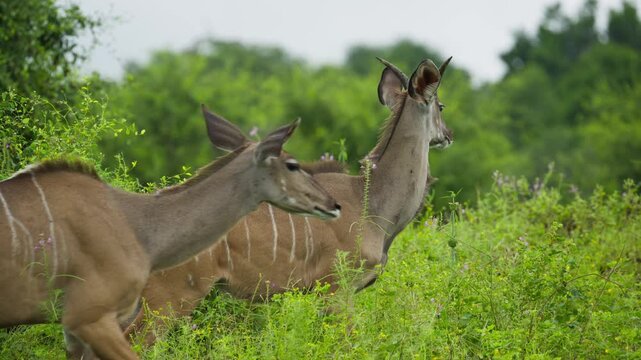 Pair of wild kudu antelopes walking in lush green savanna of Okavango Delta in Botswana, showcasing distinctive striped coats and elegant movement