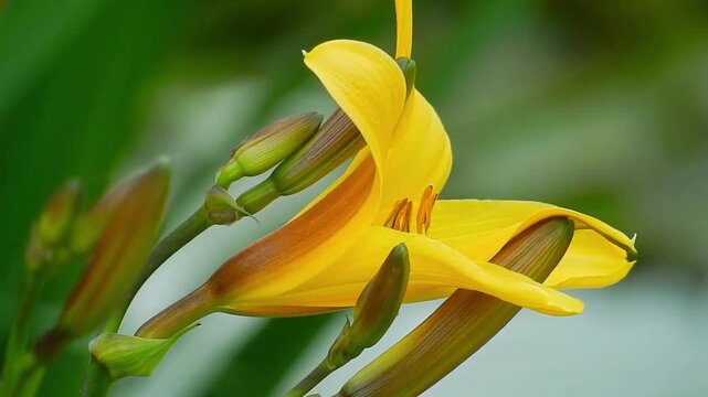 Yellow daylily flower with buds in natural outdoor setting with green leaves