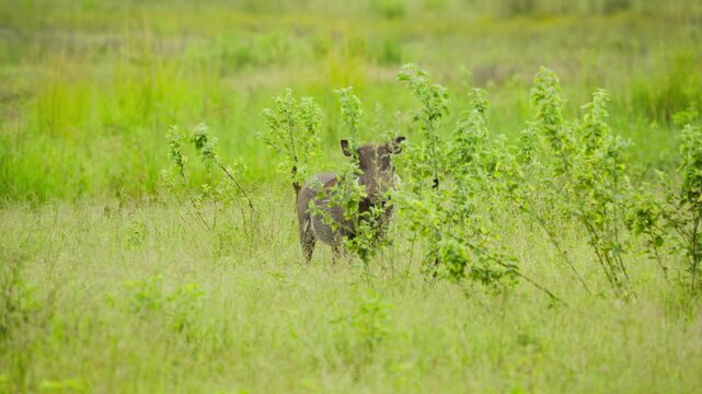 Lone warthog hiding behind green bushes in lush savanna of african wilderness in Botswana, symbolizing camouflage and wildlife survival in natural habitat