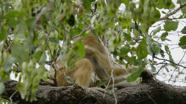 Mother vervet monkey grooming baby while sitting on branch in tree in African savannah of Botswana, exploring bond and wild animal behavior