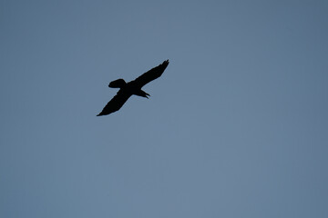 Obraz premium Silhouette of a raven or crow flying in a clear blue sky