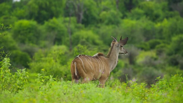 Lesser kudu with distinctive white stripes and small horns standing alert in lush green savanna in Botswana, Africa, looking for predators in bush