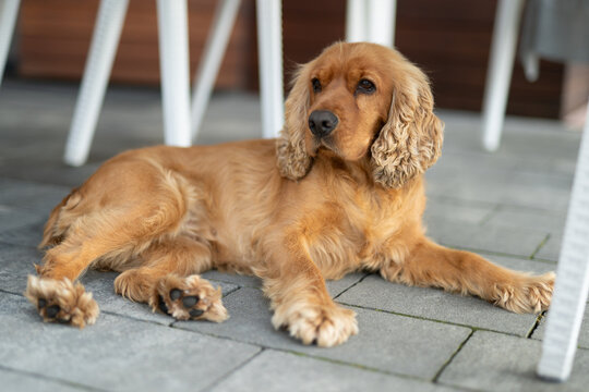  English Cocker Spaniel lying on a grey tiled floor outdoors