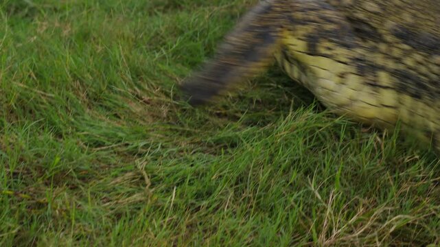 Fierce nile crocodile attacking and jumping into water in grassy habitat of Okavango Delta in Botswana, predatory instinct and powerful movements in slow motion