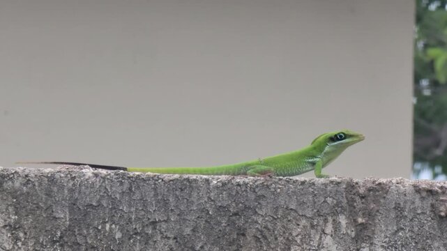 Green anole lizard resting on a concrete wall in the city.