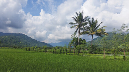 Fototapeta premium Lush green rice field with towering palm trees against a mountainous backdrop in Bali