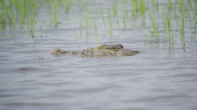 Wild Nile crocodile swimming with head above water and eyes closed in river in Okavango Delta, Botswana, powerful jaw and textured skin