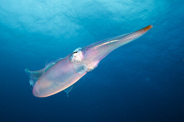 Fototapeta premium Squid