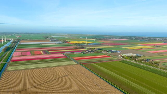 Aerial view of vibrant tulip fields in bloom with a wind turbine and farmhouses under a clear blue sky near the coast in Petten, North Holland, Netherlands.