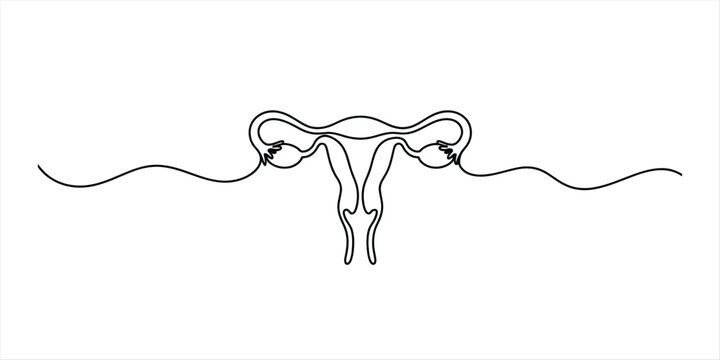 Continuous line drawing of female reproductive system, uterus, ovaries, fallopian tubes, simple medical illustration Vector, illustration