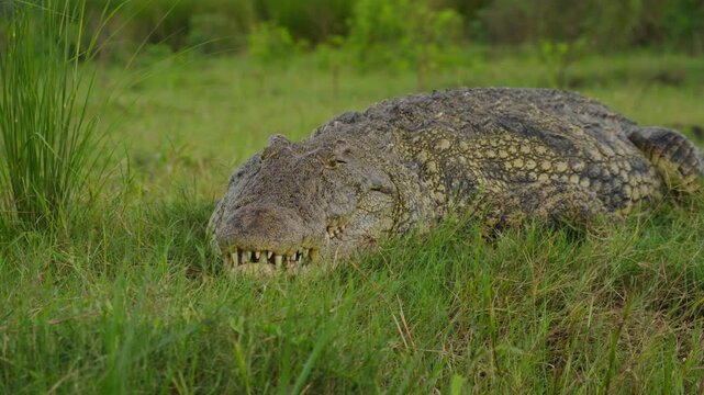 Massive Nile crocodile with open jaws resting in lush green grass of Okavango Delta in Botswana, powerful teeth while basking under warm sun
