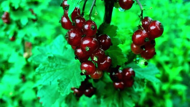 Cluster of red currants hanging from a green leafy bush branch