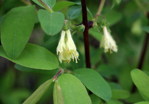 A branch of an edible honeysuckle bush blooms in the garden