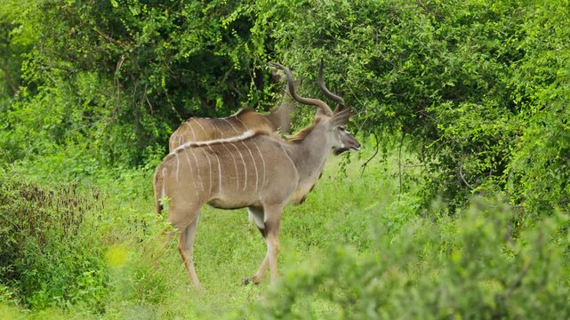 Pair of majestic male greater kudu grazing on lush green foliage in natural habitat in wilderness of Botswana, showcasing impressive spiral horns