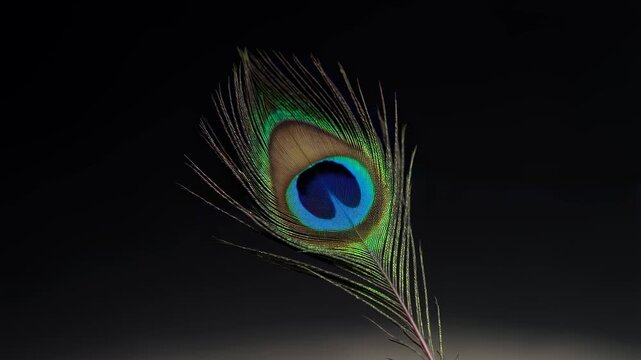 Vibrant peacock feather against a dark background. Symbolizes beauty, elegance, and nature's artistry in design and fashion