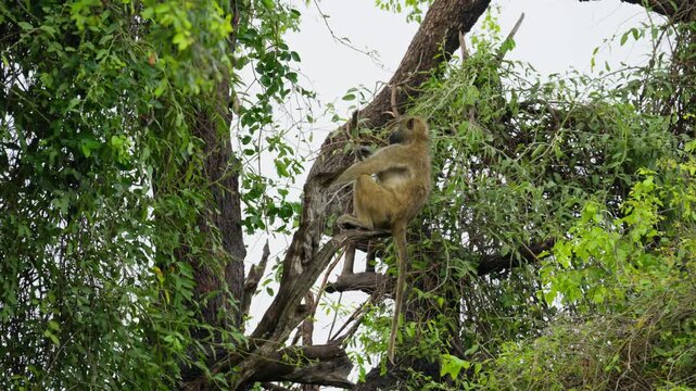 Chacma baboon sitting on tree branch in lush Okavango Delta, Botswana, resting in natural habitat and observing surroundings in African wilderness in slow motion