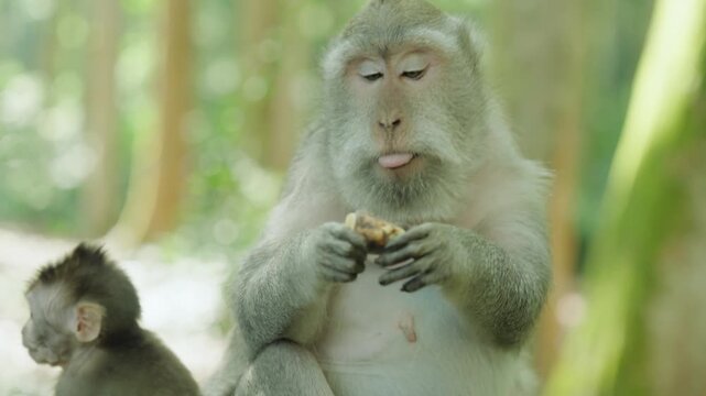 Monkey and baby monkey sitting on mossy stone in outdoor environment  natural scene