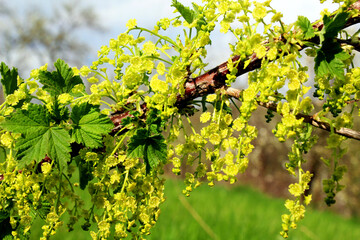 Red currant (Ribes rubrum) blossoms on a bush branch © orestligetka
