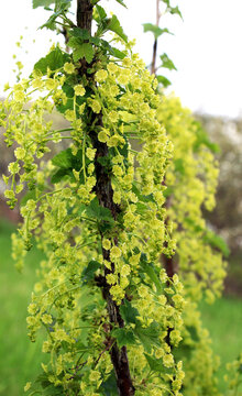 Red currant (Ribes rubrum) blossoms on a bush branch