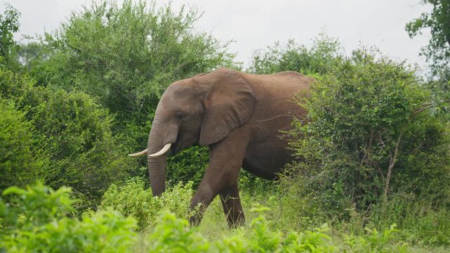 Lone African bush elephant with tusks emerging from dense green vegetation in Botswana national park and walking across savanna showcasing majestic wildlife in slow motion