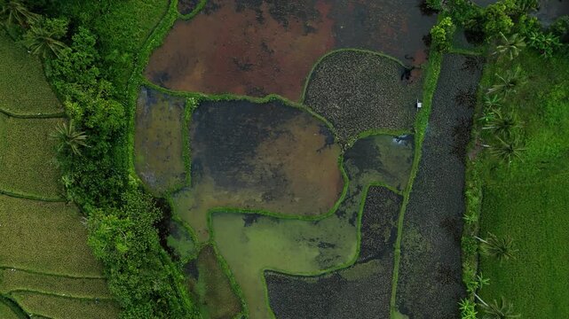 Aerial view of wet rice fields in lush green countryside