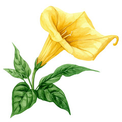 Trumpet Creeper Flower, watercolor clipart vector, isolated on a white background. © azendia