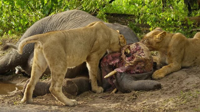 Pride of lions savagely eating elephant carcass in african savanna of Botswana, highlighting brutal circle of life in wild and raw nature's food chain