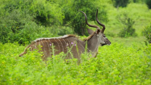 Graceful greater kudu bull with majestic spiral horns walking through lush green savanna of Botswana, symbol of african wilderness and amazing wildlife