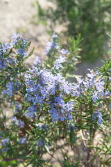 Obraz premium Blossom of Rosemary, Rosmarinus officinalis, ornamental and medicinal plant