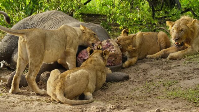 Pride of lions eating large elephant carcass in wild savanna of Botswana, Africa, while male lion with a full mane watches over feeding group in jungle in slow motion