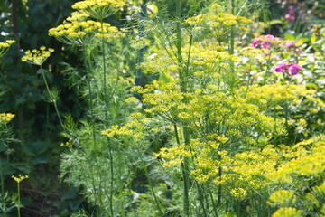Fototapeta premium Flowering dill, garden of aromatic herbs, medicinal, spice plant