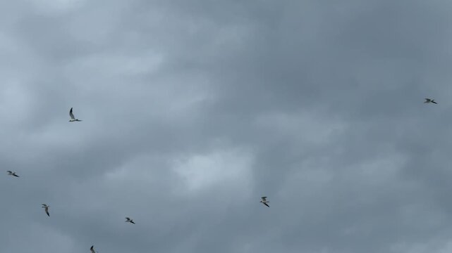 A group of coastal birds glides through a dark and moody overcast sky. Their wings are spread wide as they soar together through the atmospheric storm clouds.