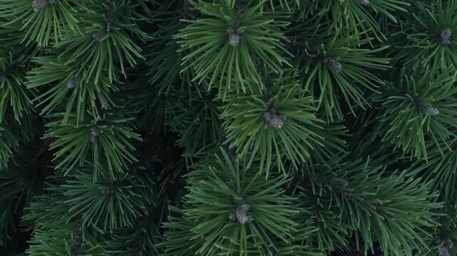 Close look at green pine needles showing details of texture and shape on a bright day in a forest