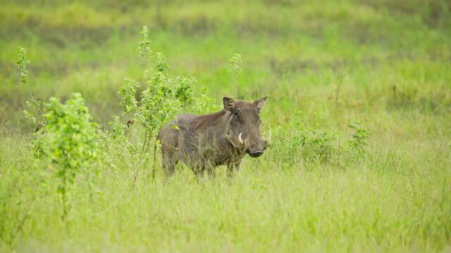 Warthog with large tusks grazing in african savanna of Botswana watch attentively before walking away in natural wildlife habitat in wilderness of Africa in slow motion