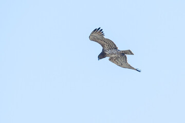 Obraz premium A low-angle shot of a short-toed snake eagle (Circaetus gallicus) flapping its wings and soaring through the air against a clear blue sky.