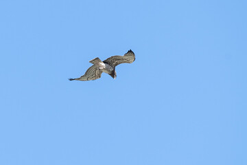 Obraz premium A low-angle shot of a short-toed snake eagle (Circaetus gallicus) flapping its wings and soaring through the air against a clear blue sky.