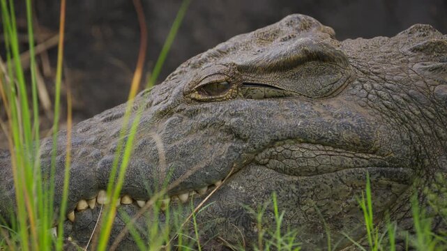 Close up of large Nile crocodile resting in grass with eye open and mouth slightly agape, sharp teeth in Okavango Delta, Botswana in slow motion