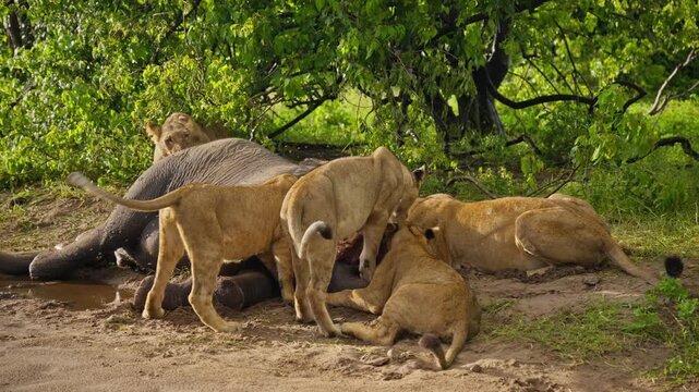 Pride of wild lions feeding on massive elephant carcass in savanna of Botswana, demonstrating circle of life and raw nature in African wilderness