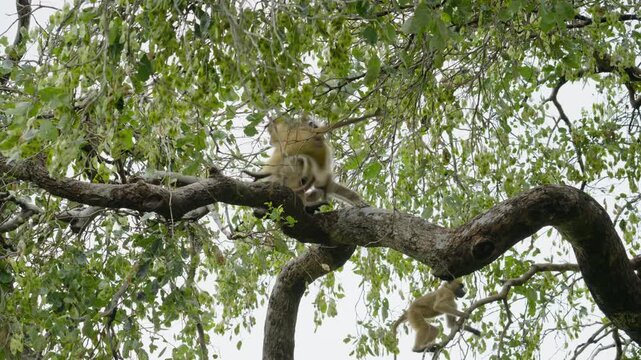 Chacma baboons playing and interacting on large tree branch in African wilderness of Botswana, natural primate behavior and social grooming among troop
