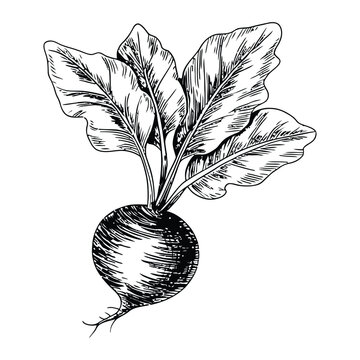 Beetroot engraving vector illustration, vintage hand drawn sketch of root vegetable with leaves for organic food, farming, and botanical design