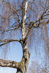 Fototapeta premium Detailed Close-up of Birch Tree in Early Spring