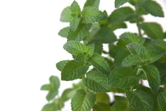 Mentha Suaveolens foliage, Mentha longifolia, also known as horse mint, brookmint, fillymint or St. John's horsemint, is a species of plant in the family Lamiaceae