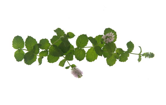 Mentha Suaveolens foliage, Mentha longifolia, also known as horse mint, brookmint, fillymint or St. John's horsemint, is a species of plant in the family Lamiaceae