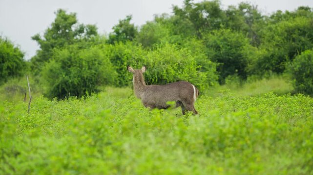 Waterbuck grazes on lush green african savanna, wild antelope eats in grassy field in Botswana with dense bushes background, wildlife safari animal in habitat in slow motion