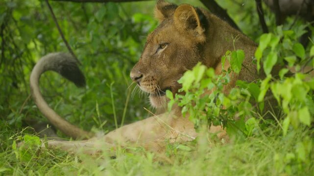 Young male lion with scarred face panting and breathing heavily while resting in lush green grass and bushes of a savanna in Botswana's Okavango Delta in slow motion