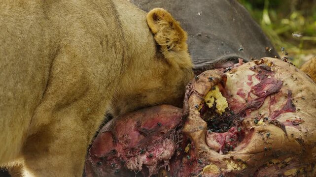Lioness savagely devouring carcass of cape buffalo with flies swarming over kill in african wilderness of Botswana, highlighting the harsh realities of predation