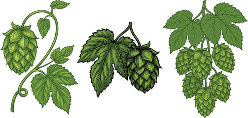 Hop Plant Vector Illustration Set with Green Cones, Leaves and Vines for Brewing, Beer Production, Botanical Design and Natural Ingredient Concepts © MSTJANNATUN